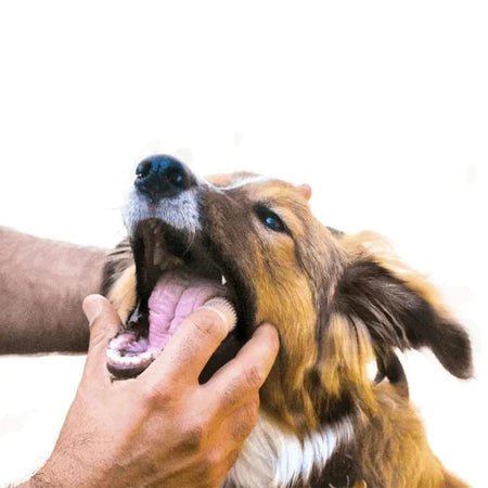 Escova de Dente Pet Silicone